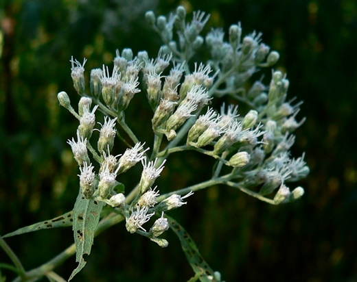 {Eupatorium serotinum}